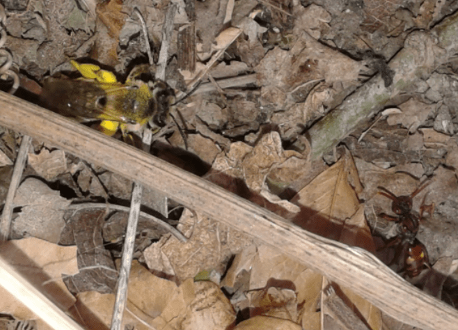 Nomada sp. e ape solitaria